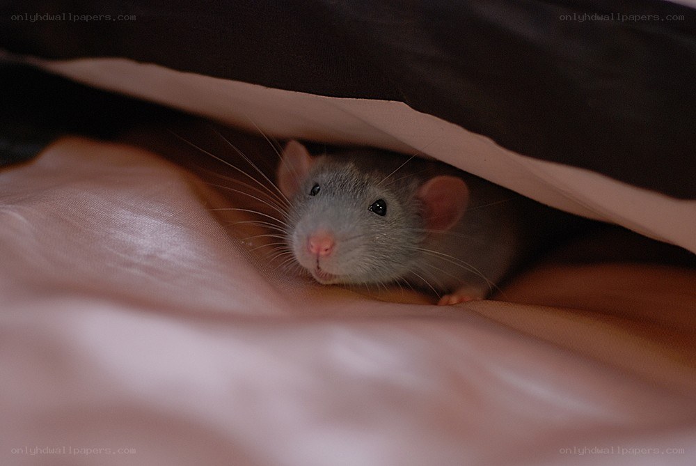 rat under blanket