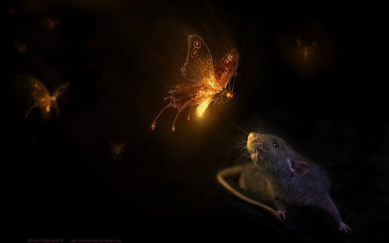 Rat Watching Glowing Butterfly — Black