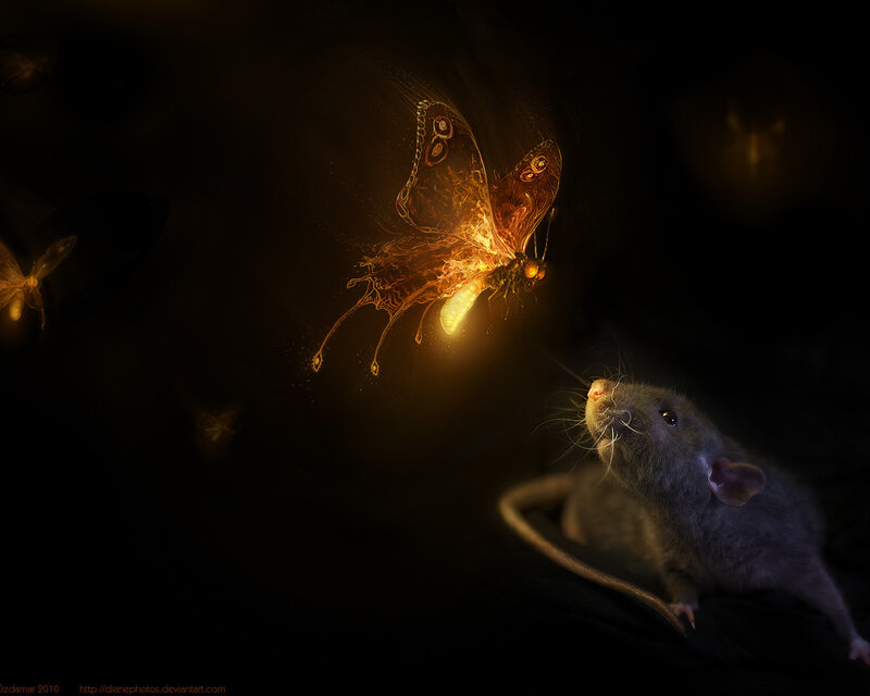 Rat Watching Glowing Butterfly