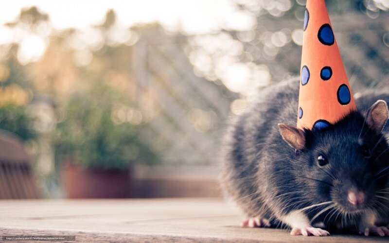 Rat Wearing Party Hat — Gray, Playful