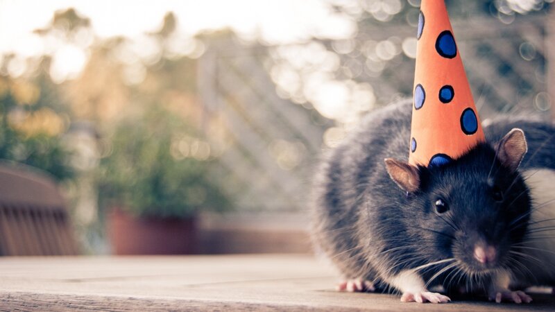 rat wearing party hat