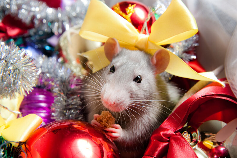 Rat with Bow and Ornaments