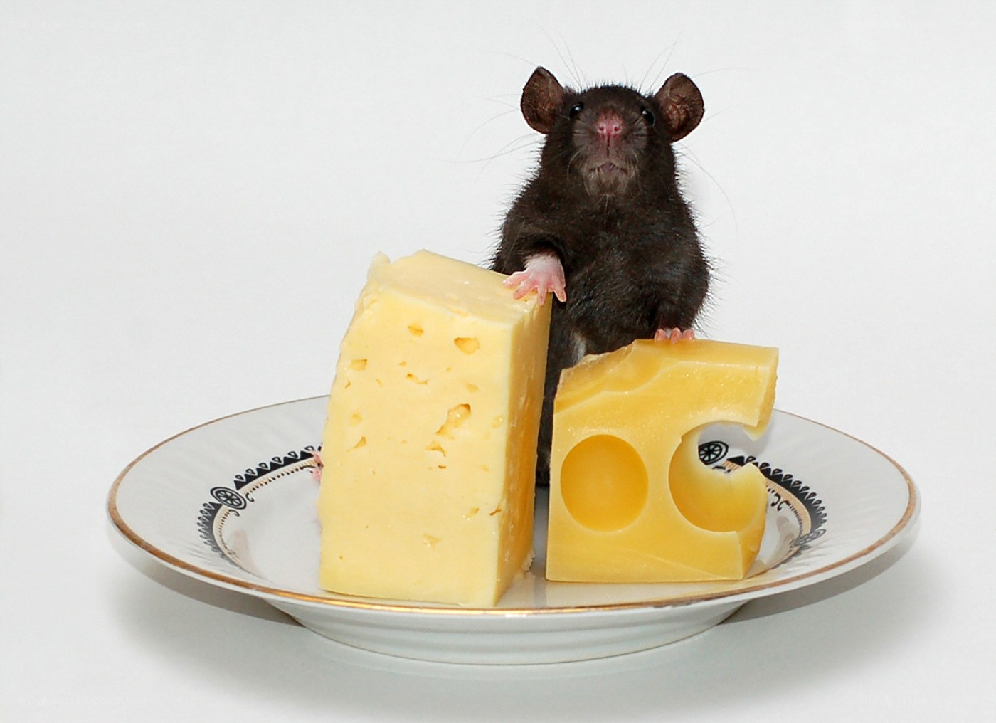 rat with cheese on plate