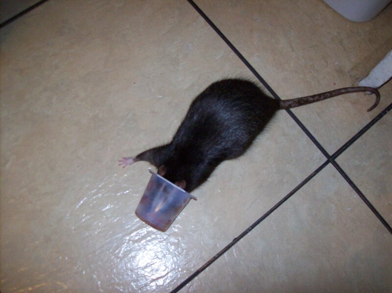 Rat with Cup on Head — Black, Neutral