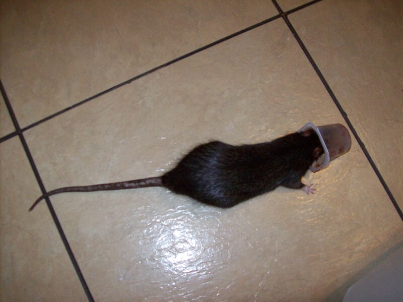 Rat with Cup on Head — Black