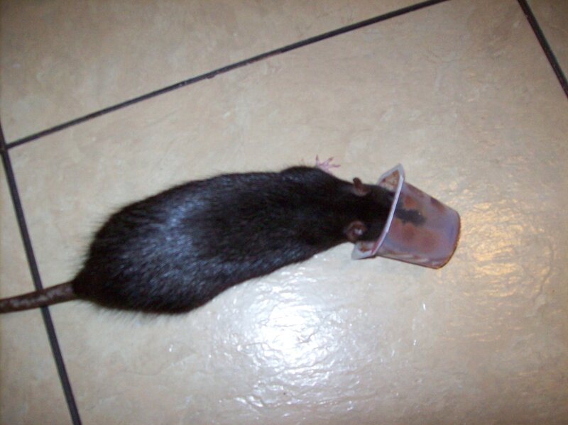 Rat with Cup on Head