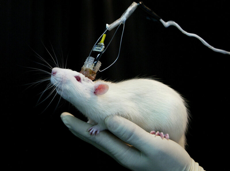 rat with experimental device