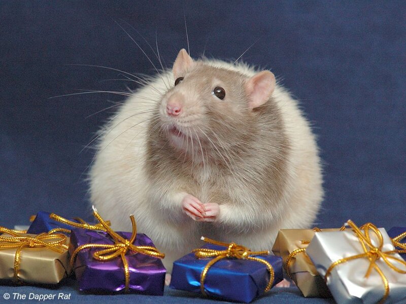 Rat with Gift Boxes