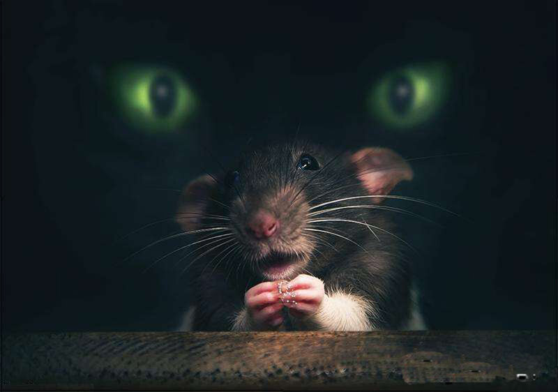 Rat with Glowing Eyes