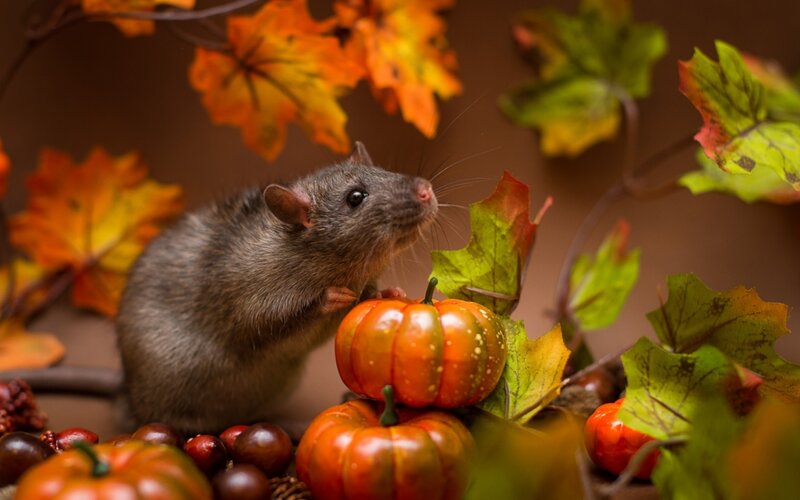 Rat with Pumpkins