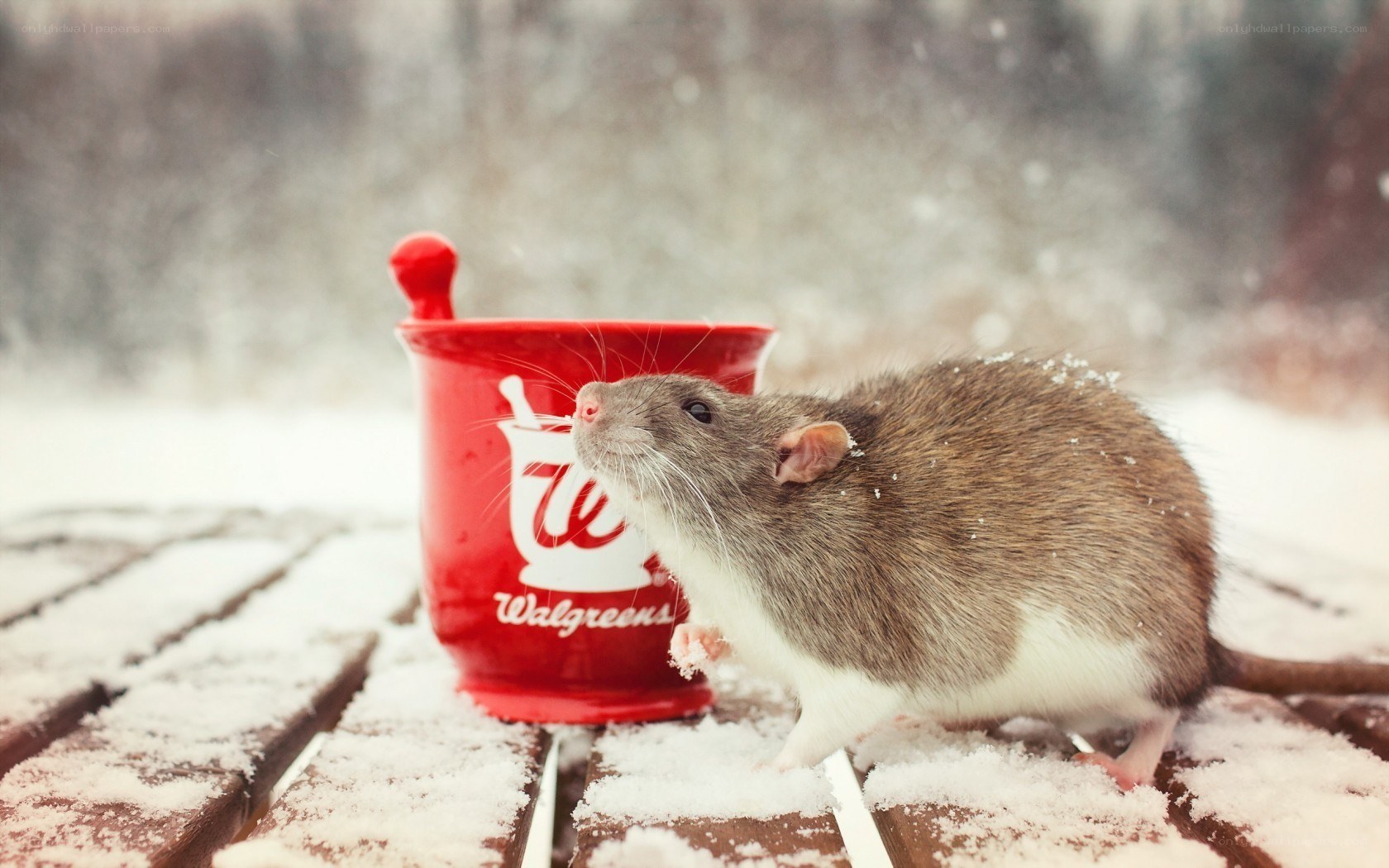 rat with red mug in snow