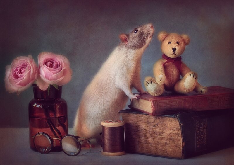 Rat with Teddy Bear — Brown