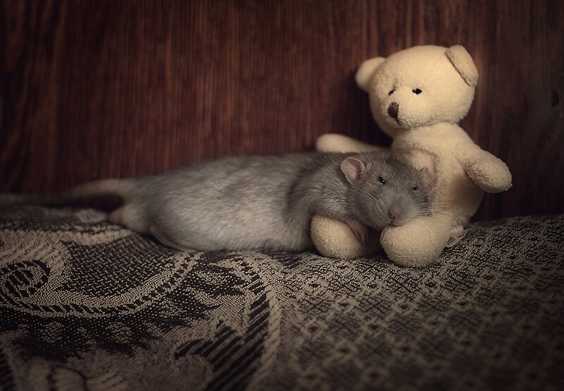 rat with teddy bear