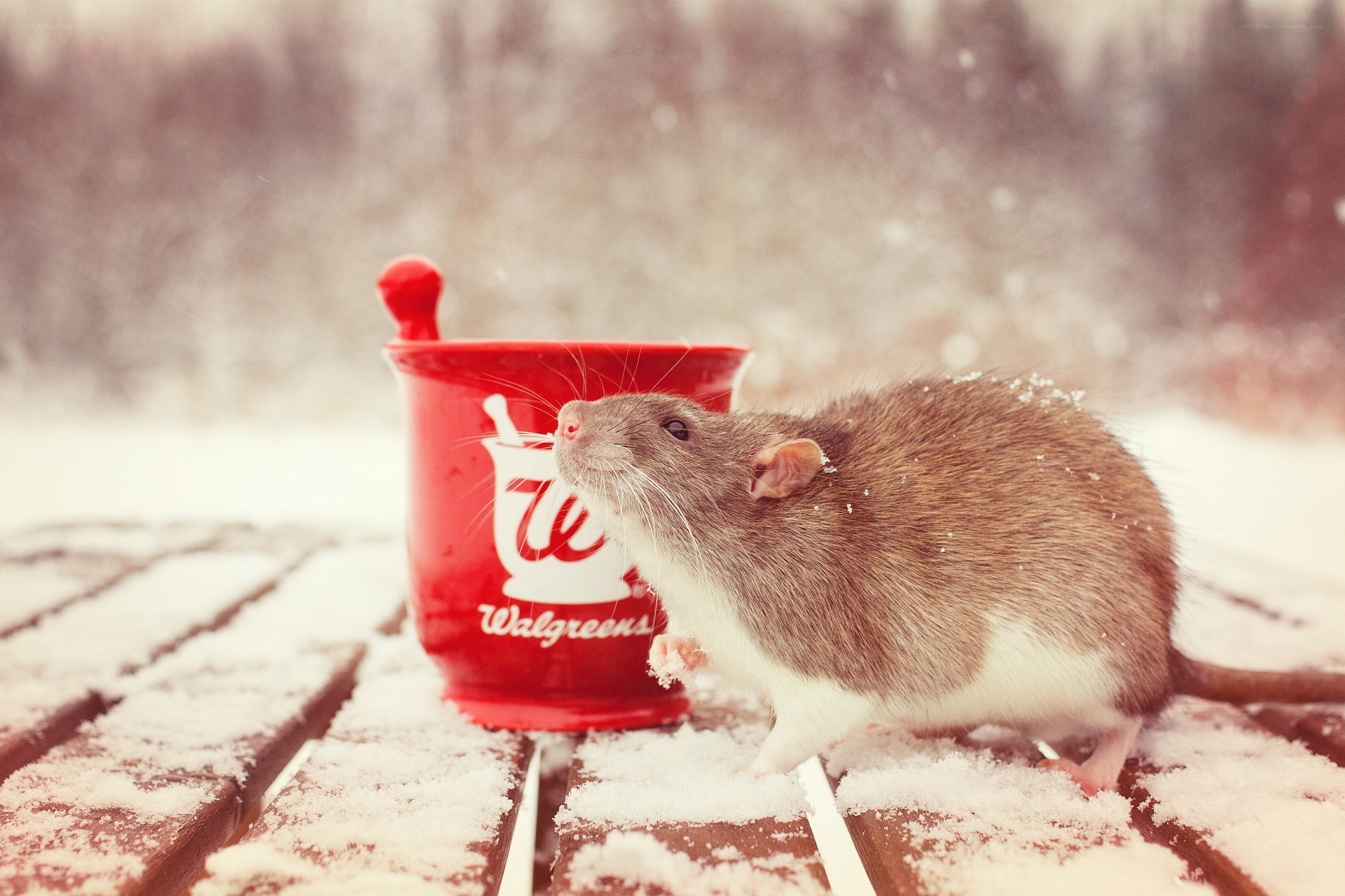 rat with walgreens cup in snow