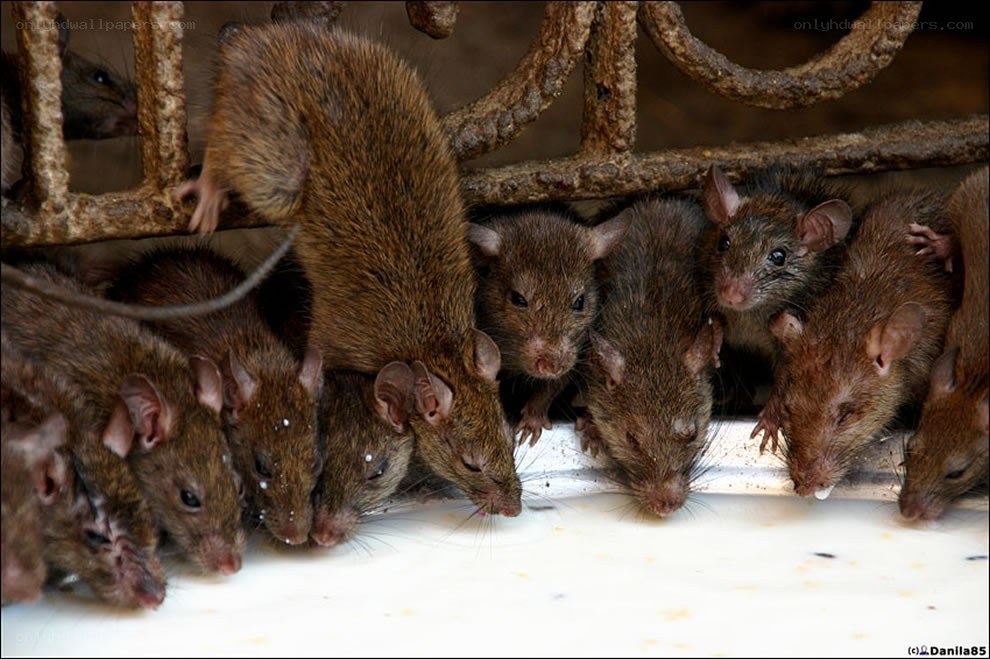 Rats drinking milk