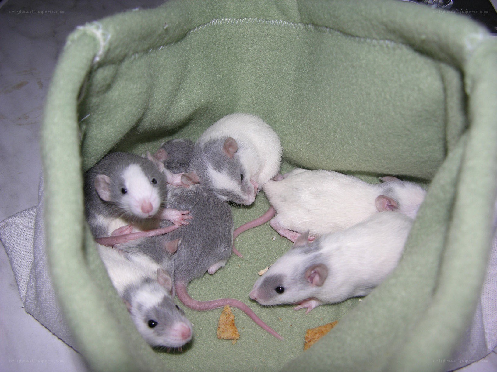 Rats in a green pouch