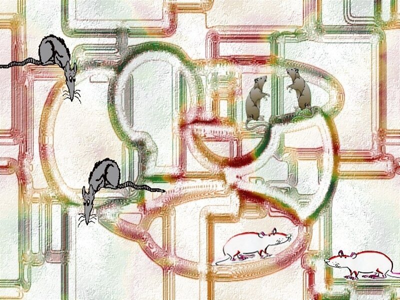 rats in a maze
