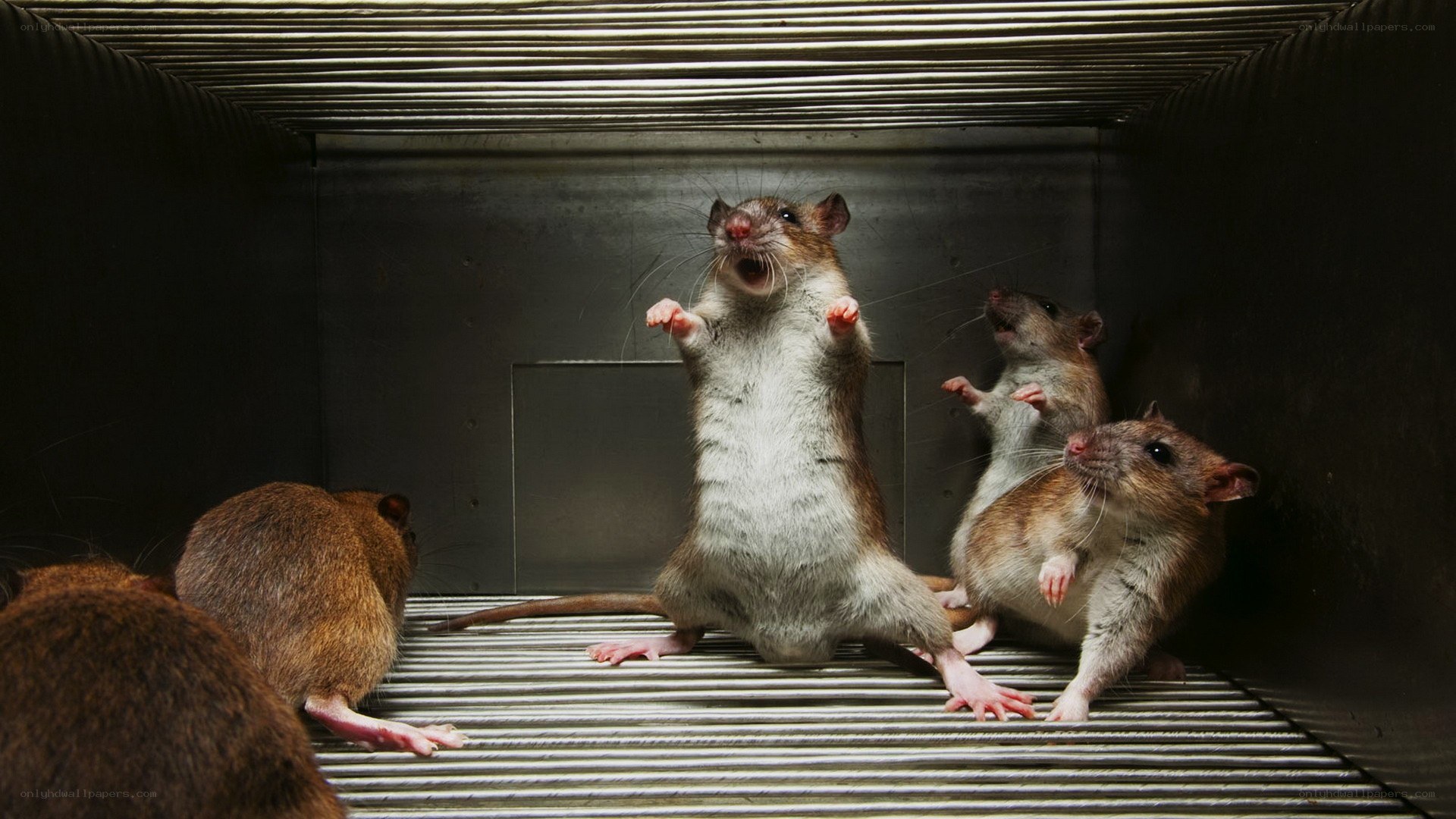 Rats in a metal cage