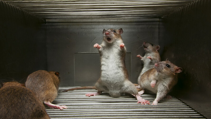 Rats in a Metal Cage — Gray