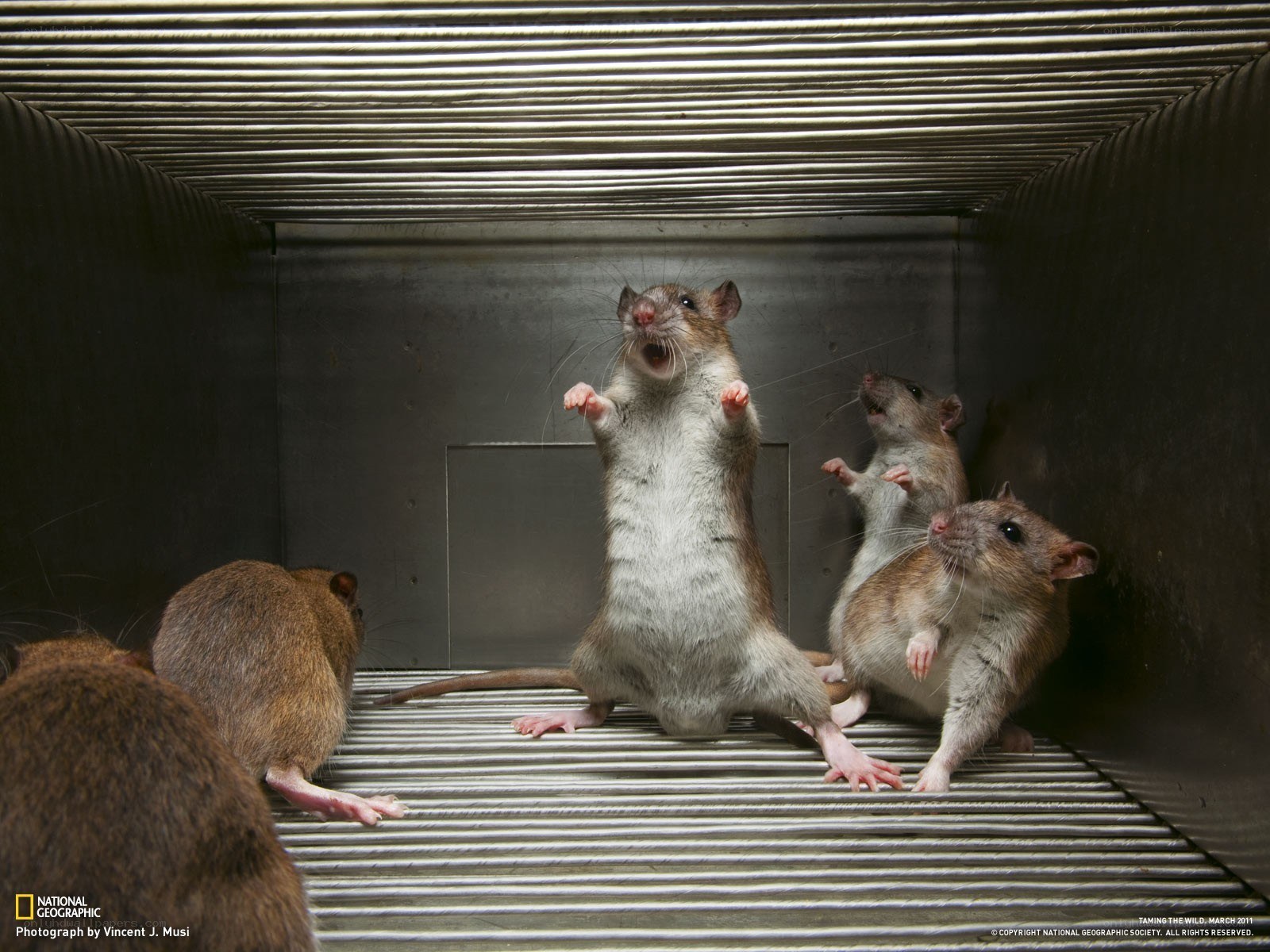 Rats in a metal cage