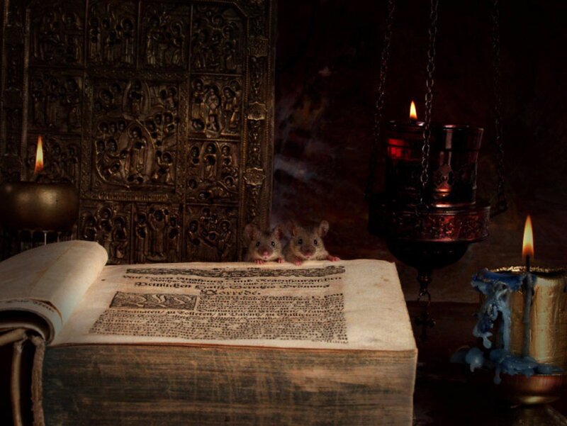 Rats on an ancient book