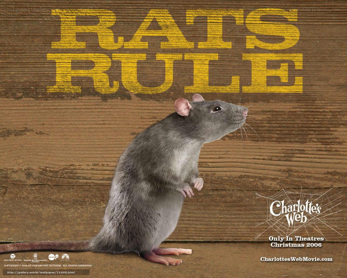 Rats Rule promotional poster