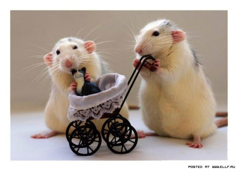 Rats with a baby carriage