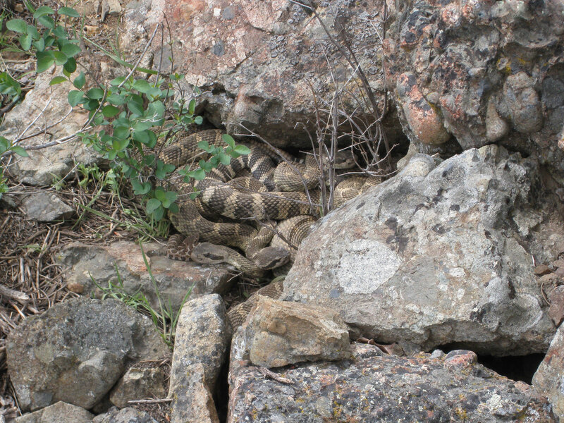 Rattlesnake coiled among rocks