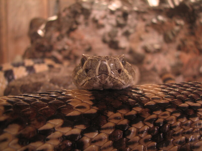 Rattlesnake Head — Brown