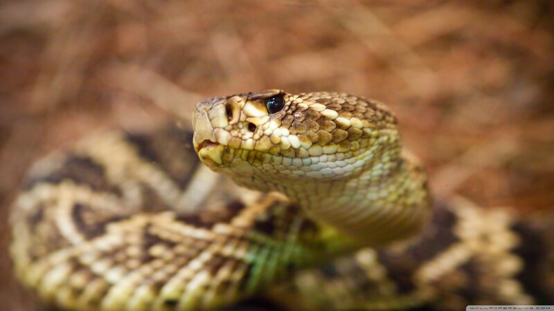 Rattlesnake Head Close-up