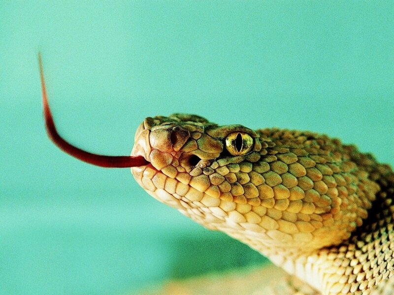 Rattlesnake Head — Green
