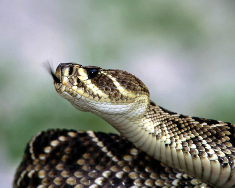 Rattlesnake Head