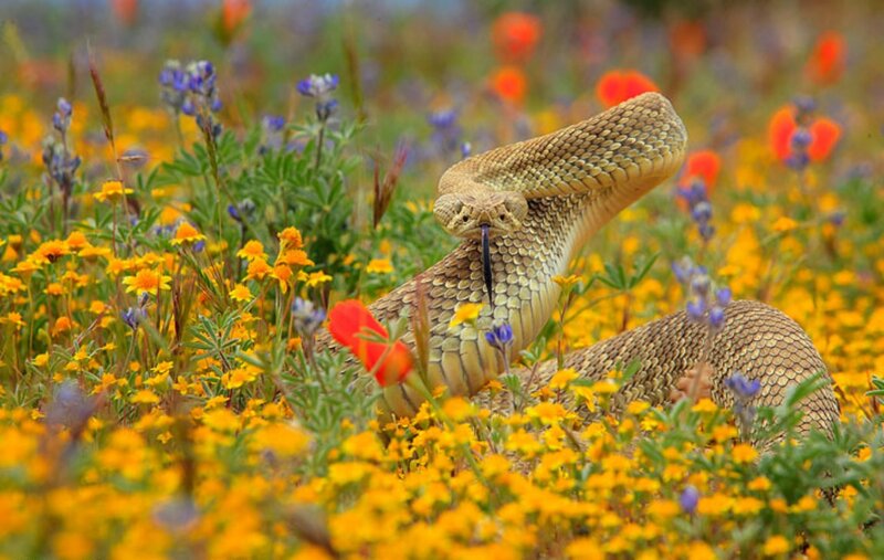 Rattlesnake in Flowers