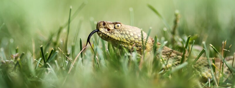Rattlesnake in Grass — Green, Alert