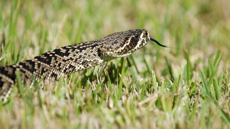 Rattlesnake in Grass — Green