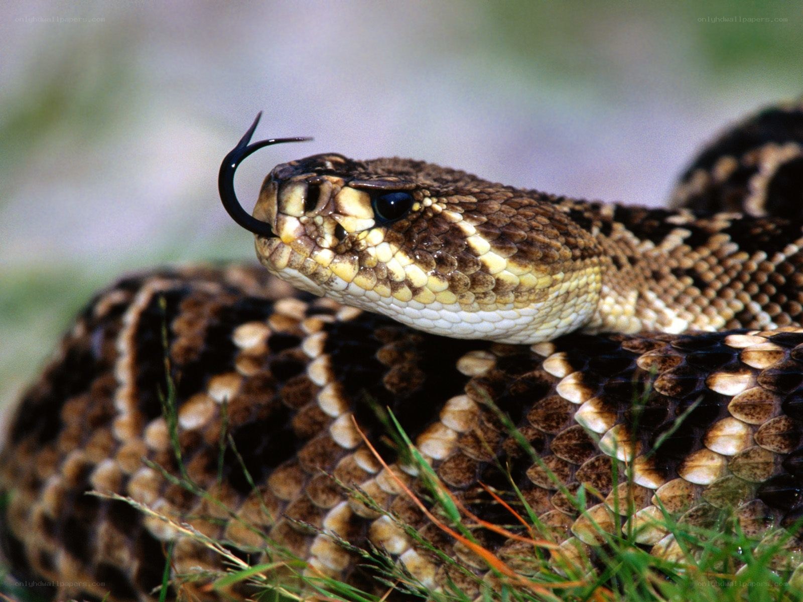 Rattlesnake in grass