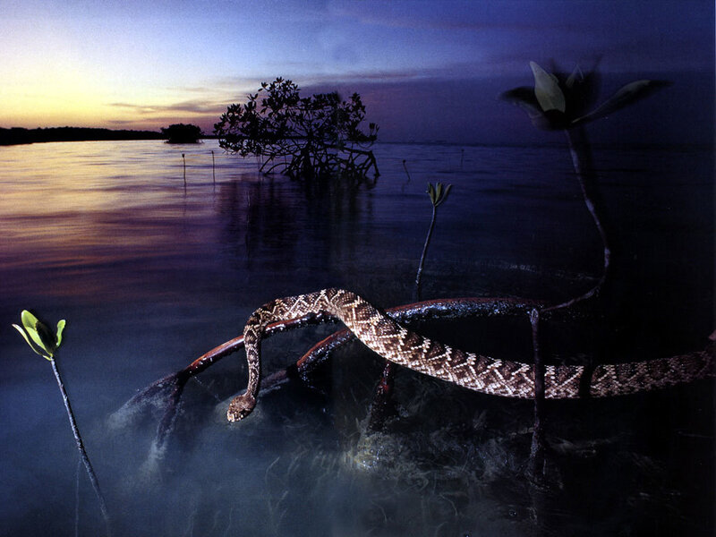 Rattlesnake in mangrove swamp