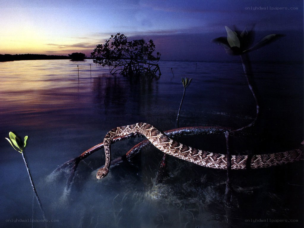 Rattlesnake in mangrove swamp