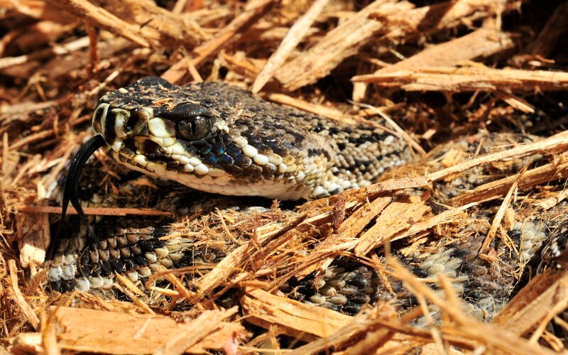 Rattlesnake in Wood Chips
