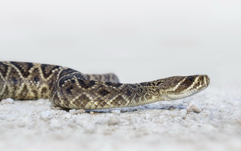 Rattlesnake on gravel