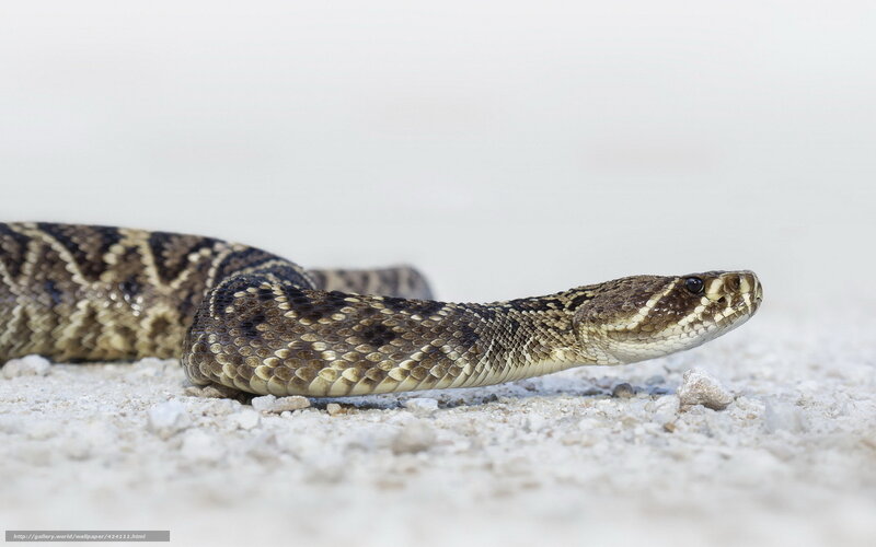 Rattlesnake on Gravel — Brown, Alert