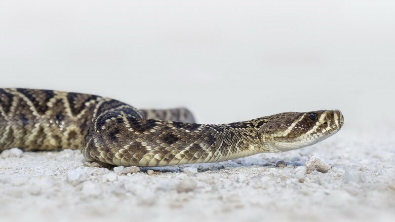 Rattlesnake on Gravel — Brown