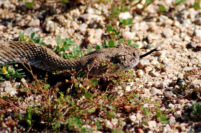 Rattlesnake on gravel ground