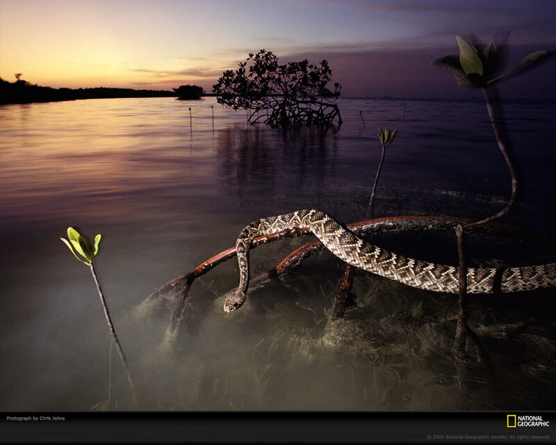 Rattlesnake on Mangrove Root