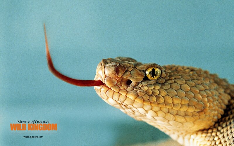 Rattlesnake with Tongue Out — Brown, Alert