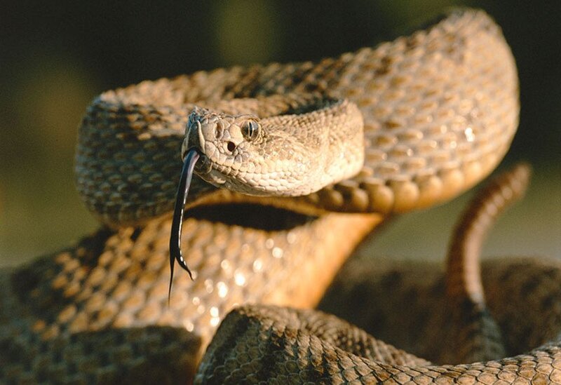 Rattlesnake with Tongue Out — Brown