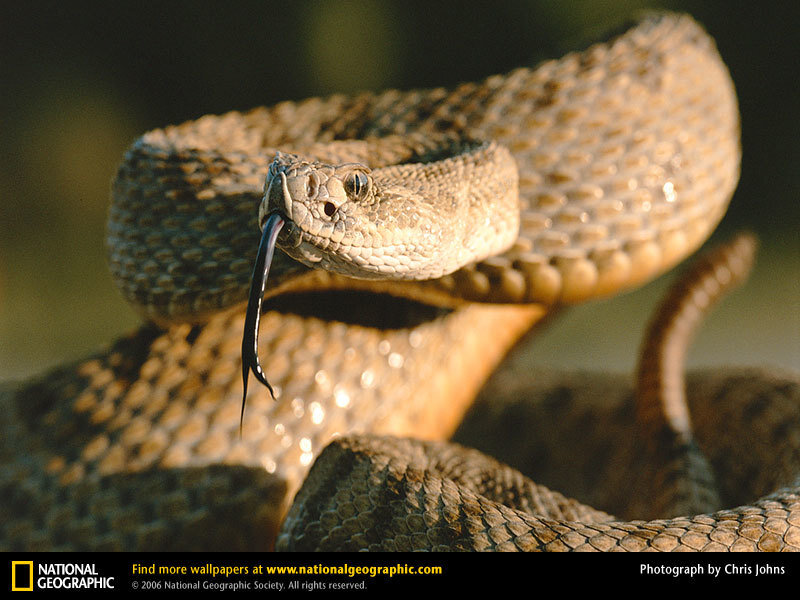 Rattlesnake with tongue out