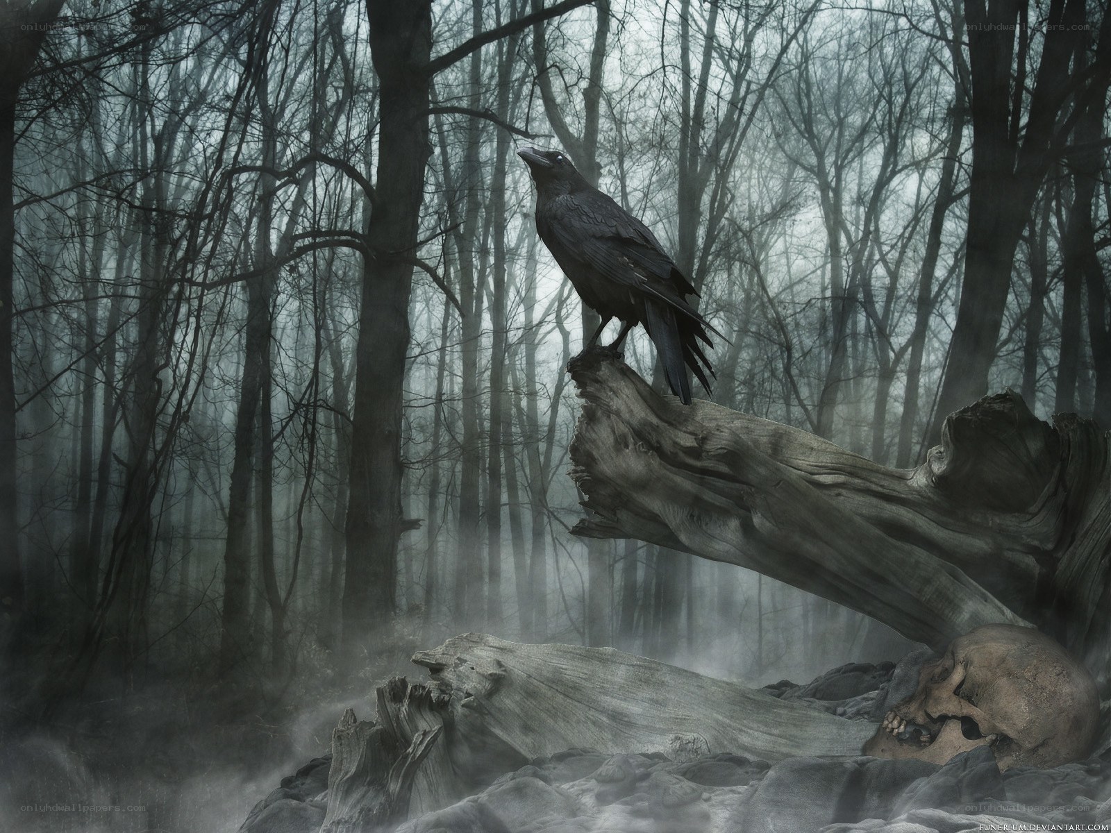 Raven in a misty forest