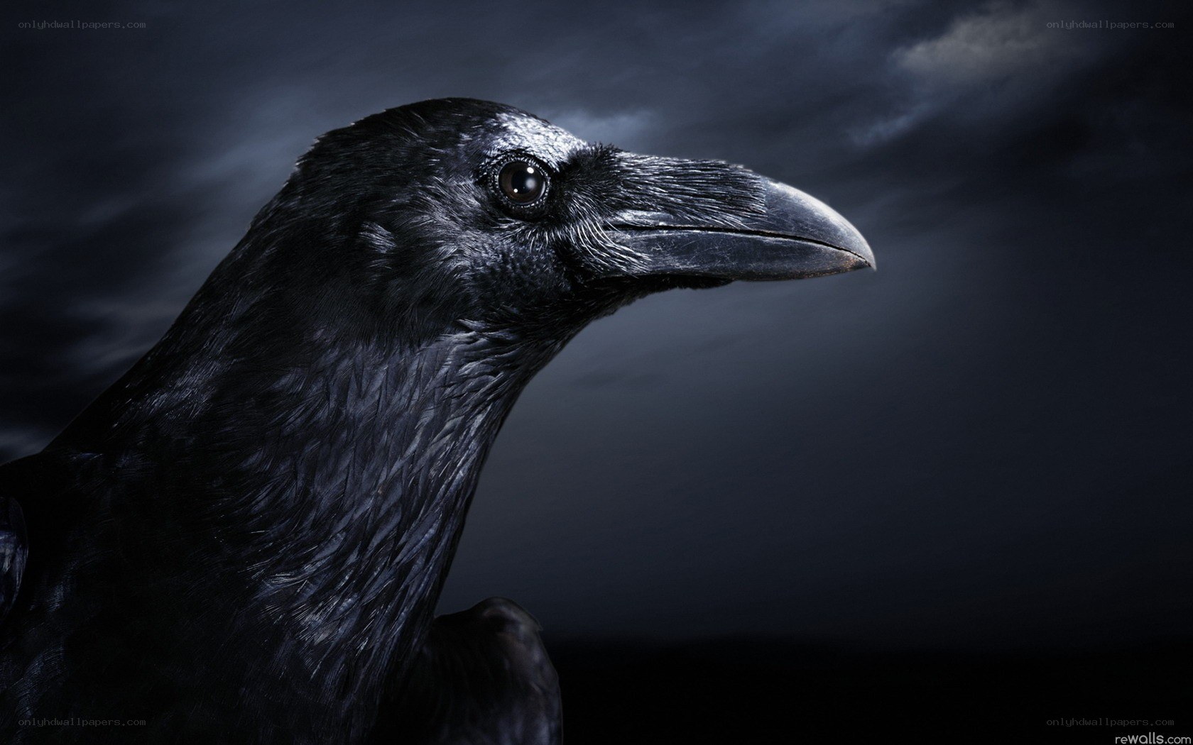 raven in dark sky
