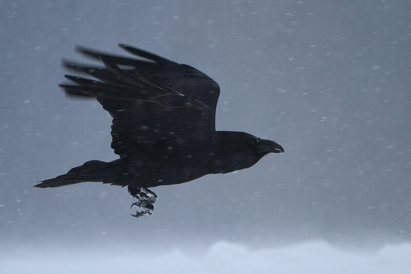 Raven in flight during snowstorm